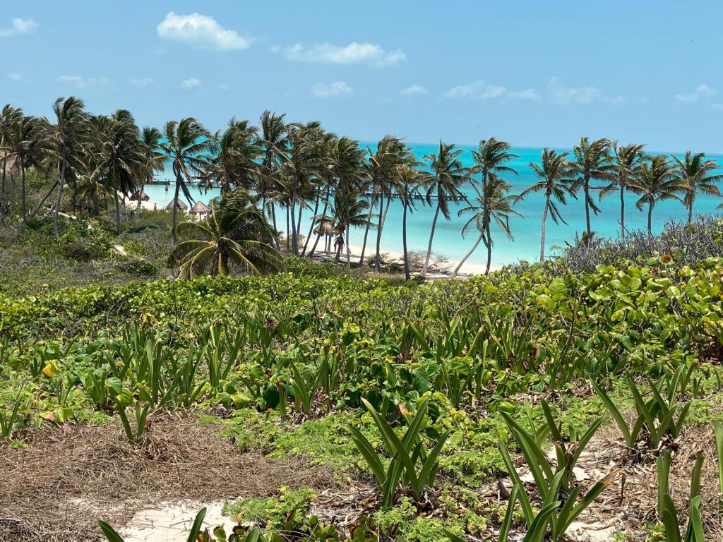 Discover Isla Contoy: A Hidden Gem in Quintana&nbsp;Roo